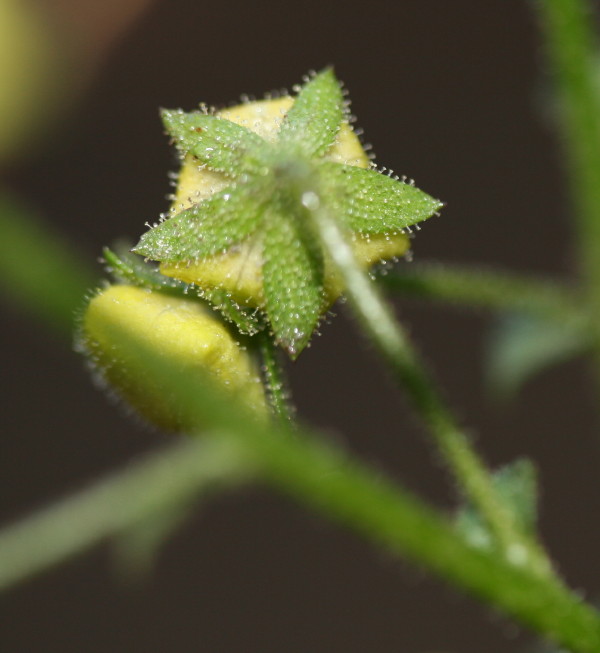 Verbascum blattaria